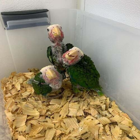 Cuban Amazon Parrots for Sale – 7-Week-Old Playful and Intelligent Companions