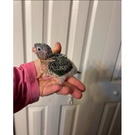 Green Cheeks Conure
