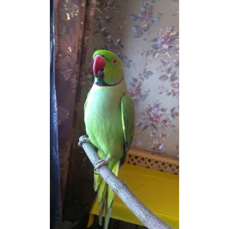 Adult Indian Ringneck