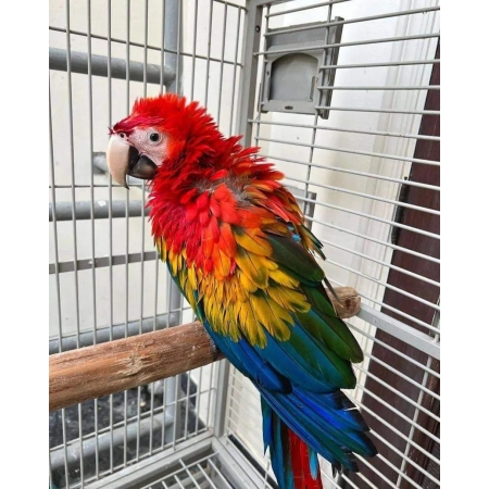 Scarlet Macaw