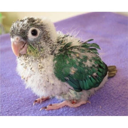 Green Cheeks Conure