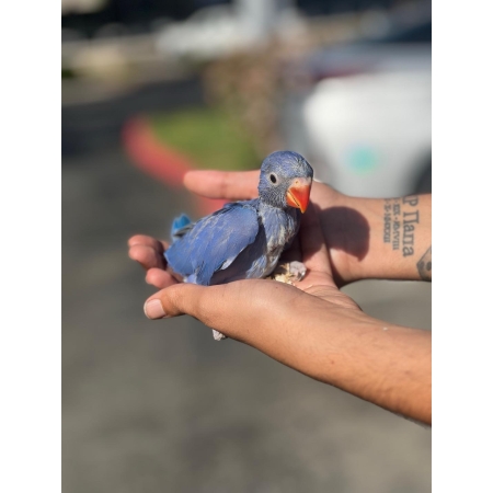Baby Indian Ringnecks