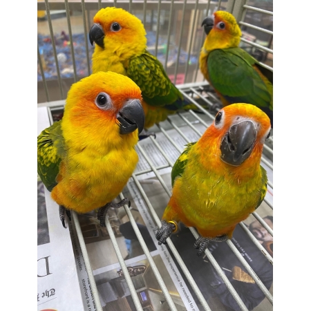 Sun Conure